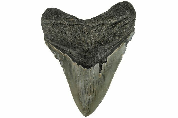 Serrated, Fossil Megalodon Tooth - North Carolina #200670